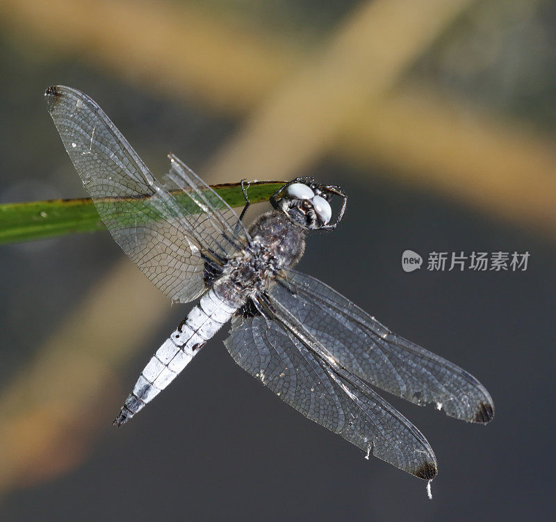 蓝追蜻蜓(Libellula fulva)雄性